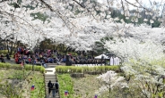 서대문구, ‘안산(鞍山) 자락길 벚꽃음악회’ 이달 12~15일 연다