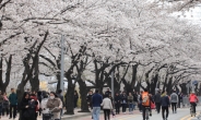 [뉴스탐색]“일본 국화라서…” 벚꽃 즐기는게 찜찜하시나요?