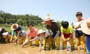 쌀은 어떻게 만들어질까?…강동구, ‘논학교’ 운영