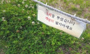 인증샷 찍으려 짓밟고 꺾고… 시름시름 앓는 한강공원 꽃밭