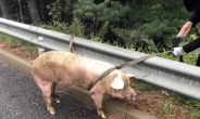 서해안고속도로서 돼지떼 탈출소동…출근길 교통 혼잡