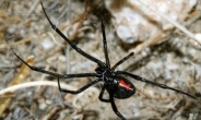 대구공군부대 발견 거미는 ‘외래종 독거미’…독성, 붉은불개미의 12배 ‘치명적’