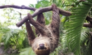 ‘자연의 실패’ 나무늘보가 사실은 ‘정글의 고수’였다?