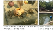 호랑이ㆍ코끼리 야생성 회복…서울대공원, ‘행동풍부화’ 실시