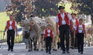 소뿔 제거 찬반 국민투표로 결정…스위스가 보는 ‘가축의 존엄성’