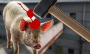 둔기로 때려 죽이는 새끼돼지 ‘도태’가 일상적?…사천 농장 ‘동물학대’ 논란