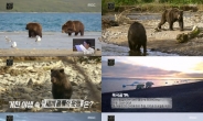 MBC ‘곰’, 역대급 명품 다큐의 등장..인간과 곰은 공존할 수 있을까?