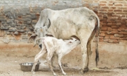 “소 도살 못막았다” 경찰 살해…인도 극우 힌두교도 폭동