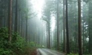 ‘여름·오후·숲길’...스트레스 제로 힐링 위한 최적의 환경