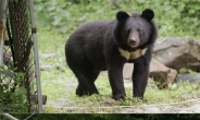 ‘곰-3부,공존의 꿈’ 곰은 숲, 자연, 지구가 살아있다는 증거