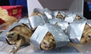마닐라 공항 가방 속에서 테이프로 칭칭감긴 거북 1500여 마리 발견