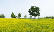 한국도자재단, 곤지암도자공원 참나무 유채꽃밭 개장