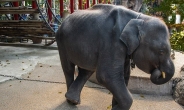 태국 아기코끼리 ‘덤보’, 강제공연에 시달리다 ‘비극적 죽음’