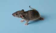 ‘쥐’들이 뉴욕을 점령했다…도시개발ㆍ기후변화 탓