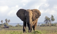 보츠나와, 코끼리 사냥 금지 해제 수순…“개체 너무 늘었다”