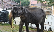 갈비뼈 훤히 드러난 코끼리…스리랑카서 동물학대 논란