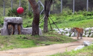 토종여우 복원·백두산 호랑이 보전…큰 꿈 꾸는 영주·봉화