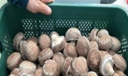 [나눔과 배려 캠페인]감칠맛 높이는 ‘거제 송이향표고버섯’