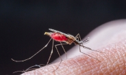 아프리카서 아르테미시닌에 내성 있는 말라리아 원충 첫 발견…치료 ‘빨간불’