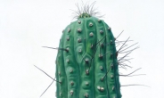[지상갤러리]이광호, Cactus