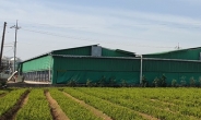 전남 순천의 한 젖소농장서 축산분뇨 쉰내 풀풀