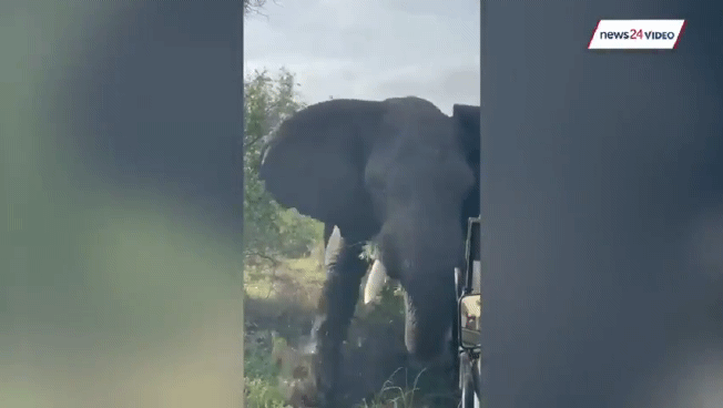 [영상]코끼리 짝짓기 방해하면 이렇게 무섭습니다