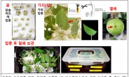 야생 장미과 식물 화상병 감염 실험, 감염방지 연구 강화