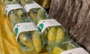 껍질 두꺼운 바나나를 왜 굳이…한국은 플라스틱 후진국? [지구, 뭐래?]