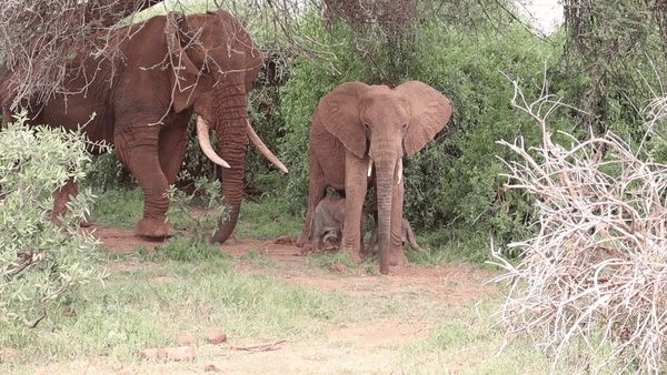 [영상] ‘확률 1%’ 코끼리 쌍둥이, 케냐서 태어나 [나우,어스]