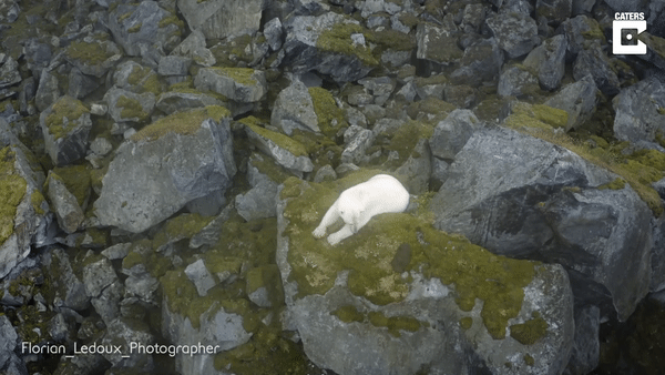 [영상] 눈 아닌 이끼 낀 바위서 발견된 북극곰…‘우리가 미안해’ [나우,어스]
