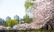 송파구, 석촌호수 문화공간서 벚꽃 시즌 프로그램 마련