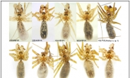 국립생물자원관, '유령'처럼 행동하는 신종 거미류 다수발견