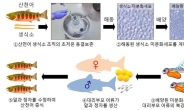 국내 연구진, 어류 미분화세포 활용 증식 기술 확보