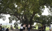 ‘우영우 팽나무’는 그나마 낫다, 관광객에 몸살 겪은 촬영지 [지구, 뭐래?]