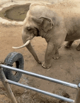 동물원 우리에 떨어진 아이 신발…코로 주워준 25살 中 코끼리