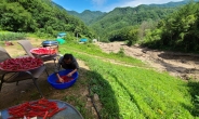 고추·오이·애호박, 이달에도 고공행진…“출하량 감소 탓”