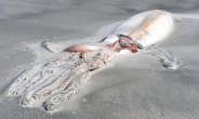 “커다란 털뭉치인줄” 몸통 4m 대왕오징어 사체 뉴질랜드서 발견