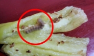 고추 먹는데 살아있는 애벌레가 '꿈틀'…생산자 