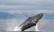 “고래 보호 포경委, 고래사냥국 일본 탈퇴로 위기”
