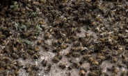 농식품부, 해충 응애병 확산發 꿀벌 폐사에 “방제 총력”
