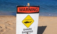 하와이에 ‘상어 주의보’…일주일 새 두 차례 피해