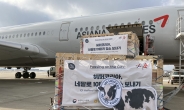 한국 젖소 42마리, ‘아시아나항공’ 타고 네팔로