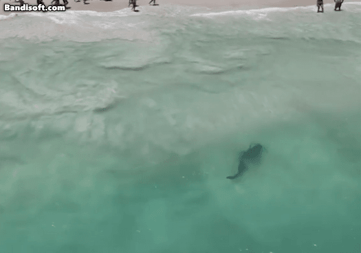 [영상] 피서객 몰린 해변가에 식인상어 ‘어슬렁’