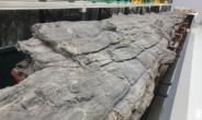 ‘포항 금광리 신생대 나무화석’, 천연기념물로 지정 고시…높이 10.2m 국내서 가장 커