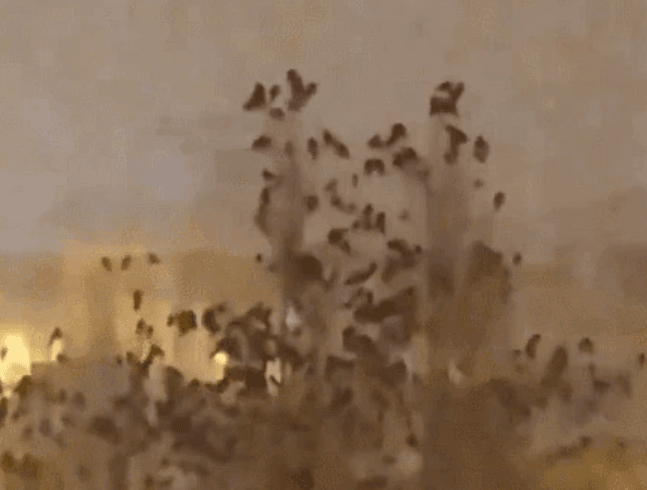 [영상] 미리 알았나?…튀르키예 지진 직전 수백마리 새떼 울부짖었다