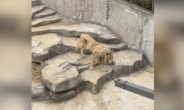 [영상] ‘방치 논란’ 中 동물원 사자의 충격적 모습…“뼈와 가죽만 남아” [나우,어스]