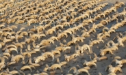 머리만 2000개…이집트 신전서 羊미라 무더기 발굴 '왜?'