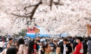 4년 만에 전면 ‘벚꽃축제’에 여의도 주변 지하철·버스 늘린다