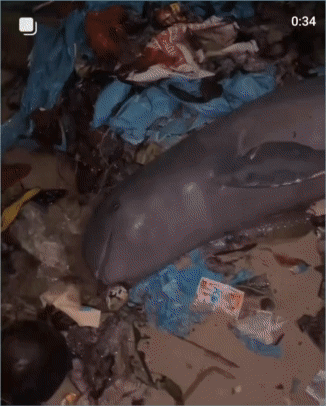 [영상] 플라스틱 더미 속 돌고래의 ‘마지막 미소’