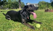 [영상] ‘혀 길이만 12.7㎝’ 기네스 세계 신기록 세운 강아지
